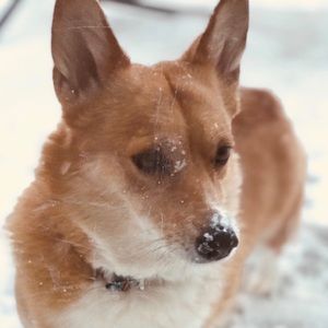 Meet your Posher, Sherry